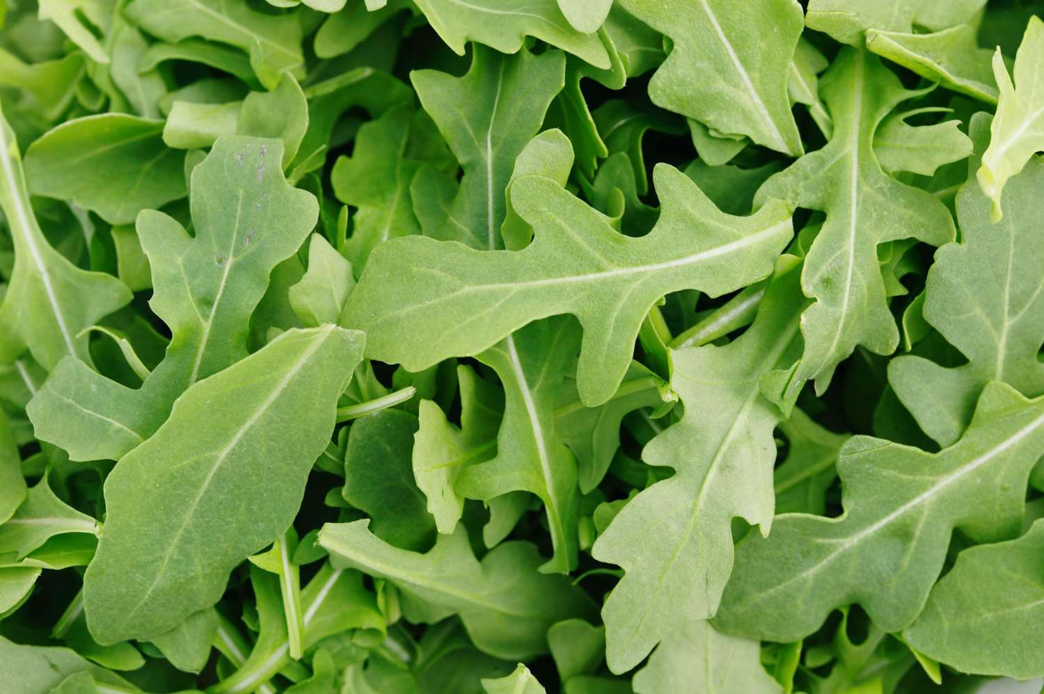 Villirucola (siemen)